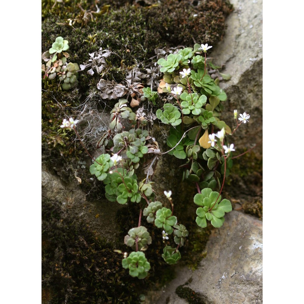 saxifraga cuneifolia l.