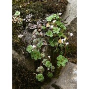 saxifraga cuneifolia l.