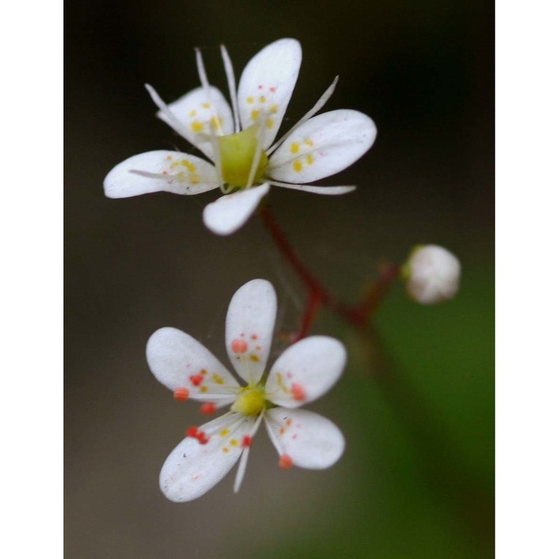 saxifraga cuneifolia l.