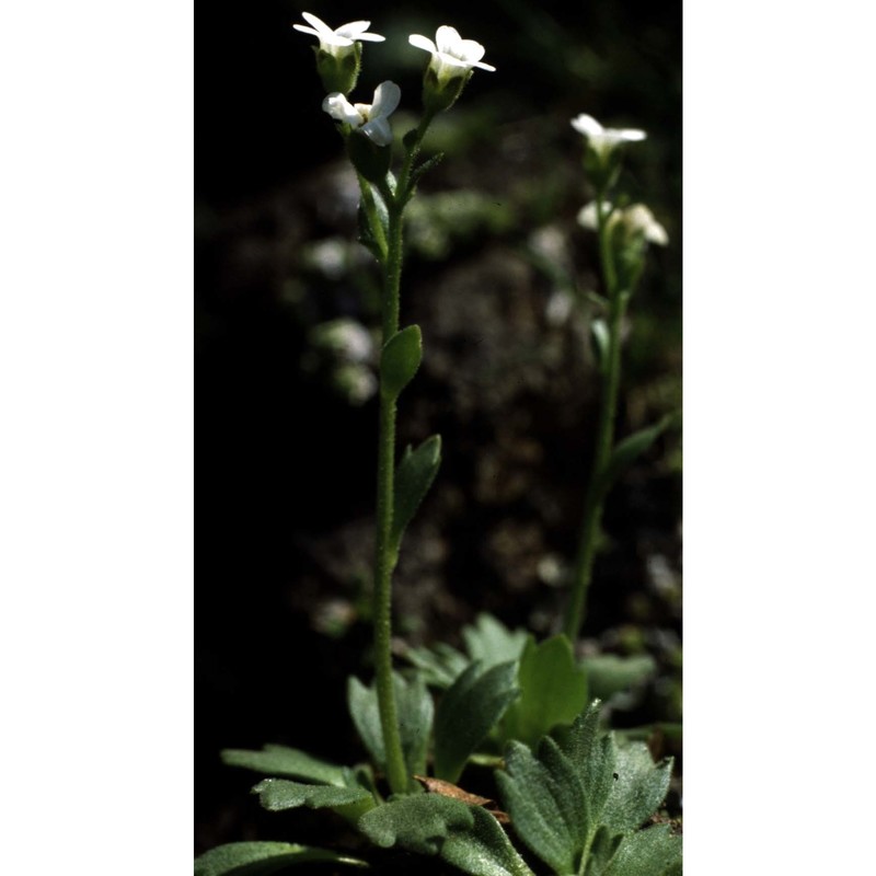 saxifraga depressa sternb.