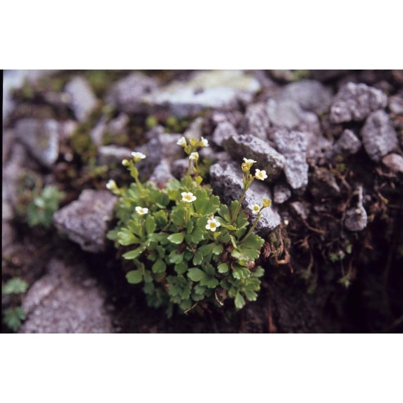 saxifraga depressa sternb.