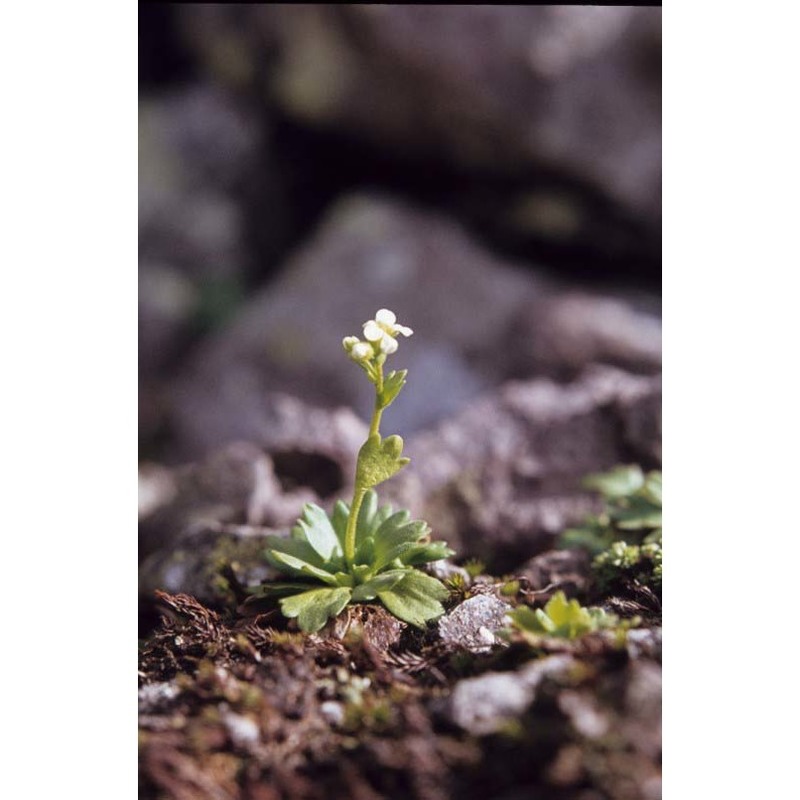 saxifraga depressa sternb.