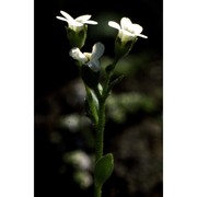 saxifraga depressa sternb.