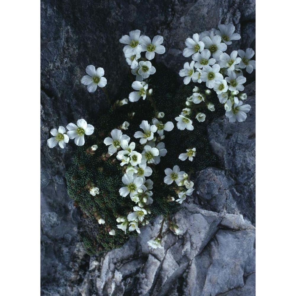 saxifraga diapensioides bellardi