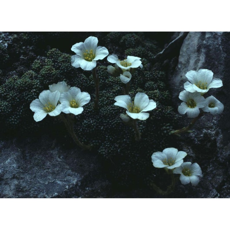 saxifraga diapensioides bellardi