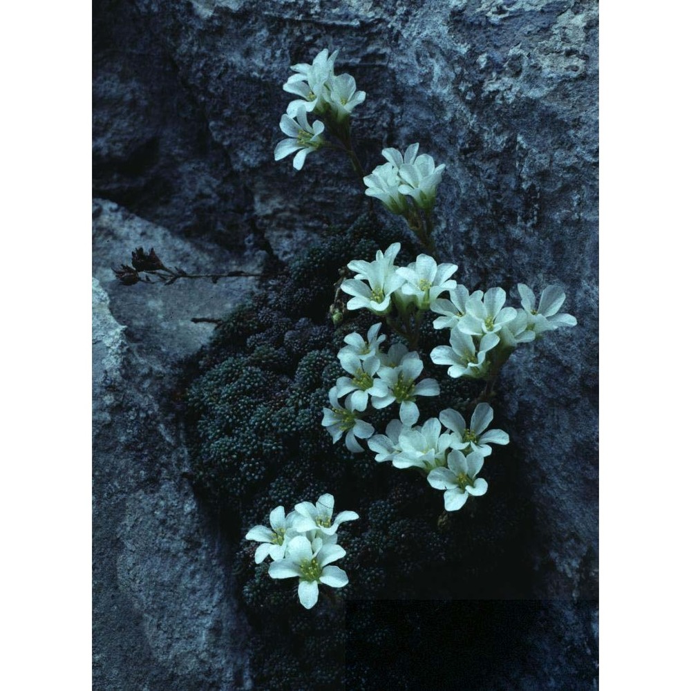 saxifraga diapensioides bellardi