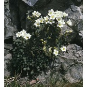 saxifraga diapensioides bellardi