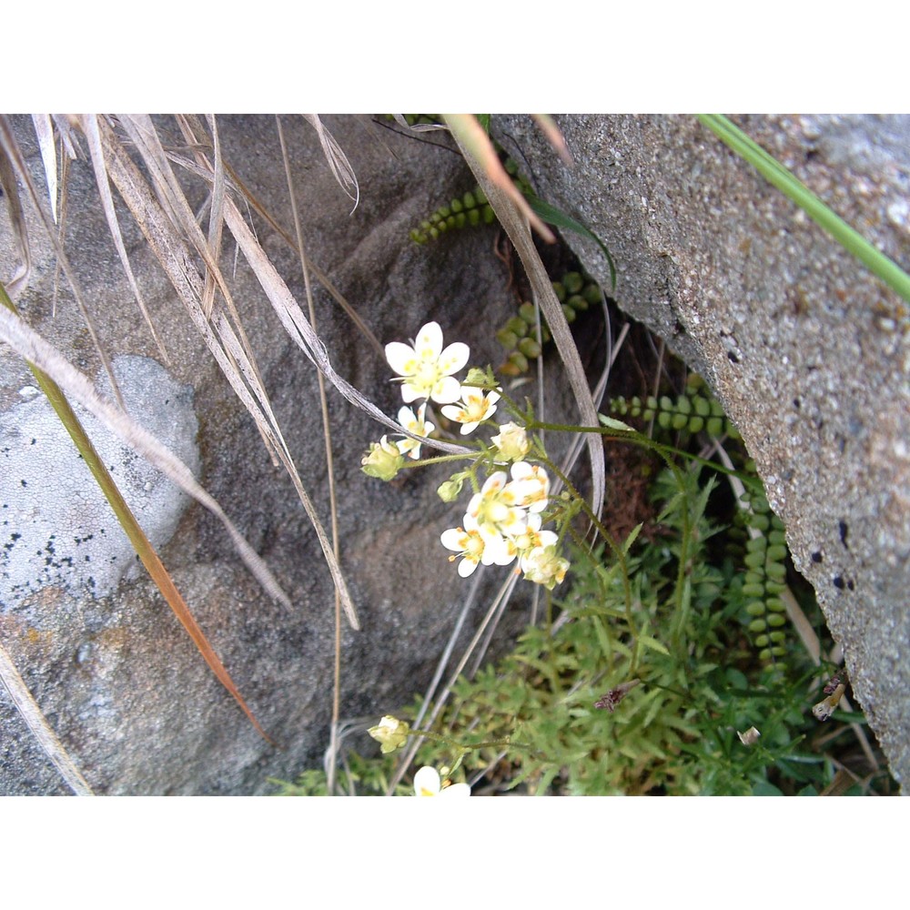 saxifraga etrusca pignatti