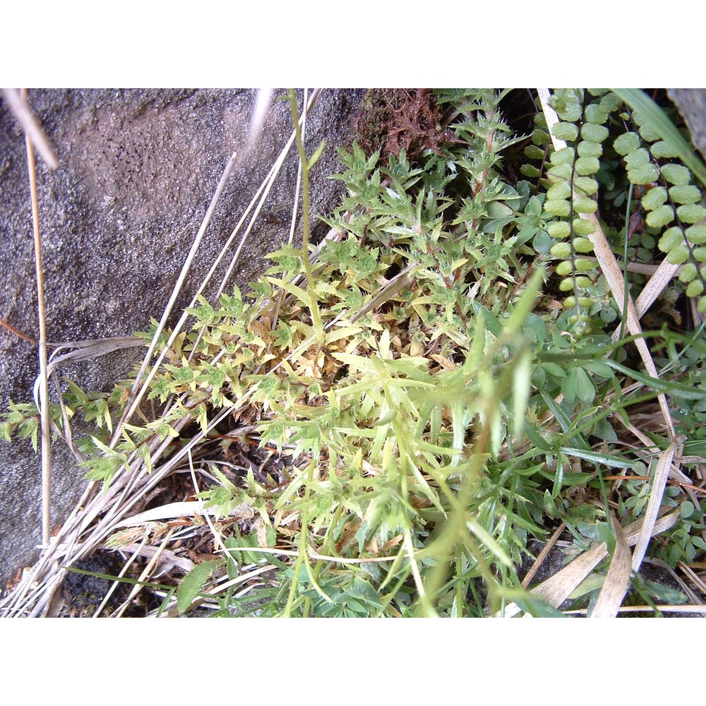 saxifraga etrusca pignatti