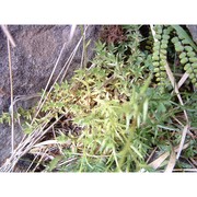 saxifraga etrusca pignatti