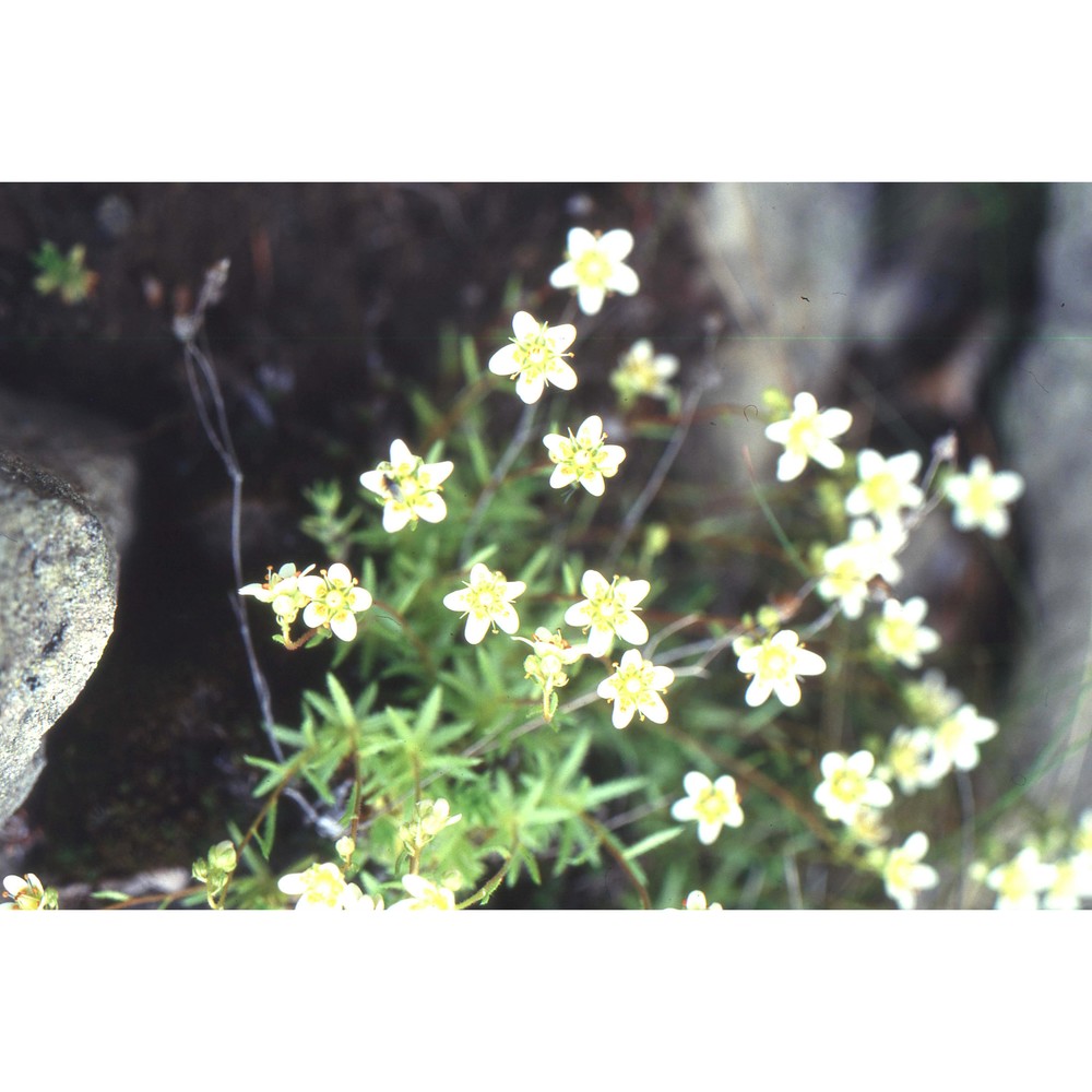 saxifraga etrusca pignatti