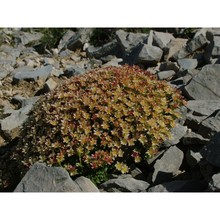 saxifraga exarata vill.