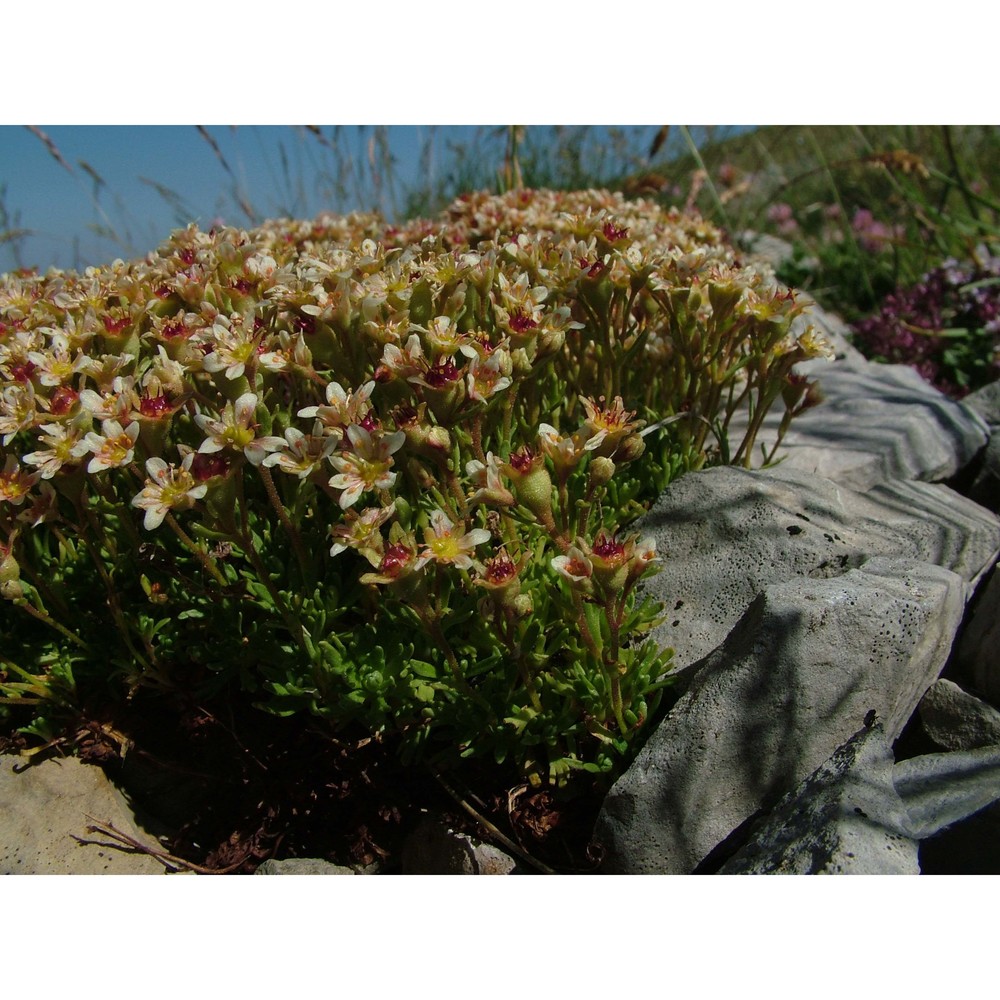 saxifraga exarata vill.