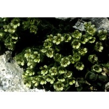 saxifraga facchinii w. d. j. koch