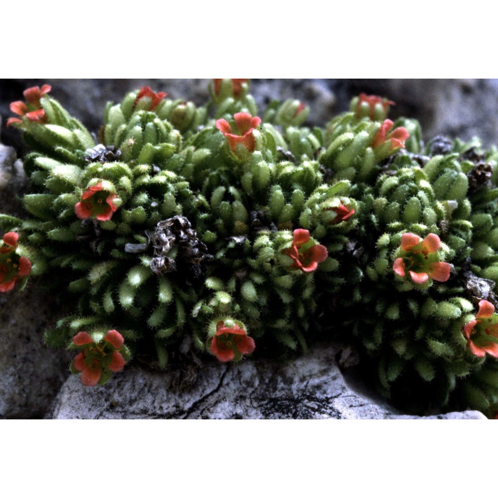 saxifraga facchinii w. d. j. koch