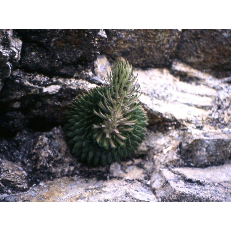 saxifraga florulenta moretti