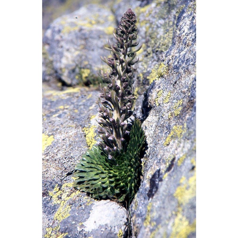 saxifraga florulenta moretti