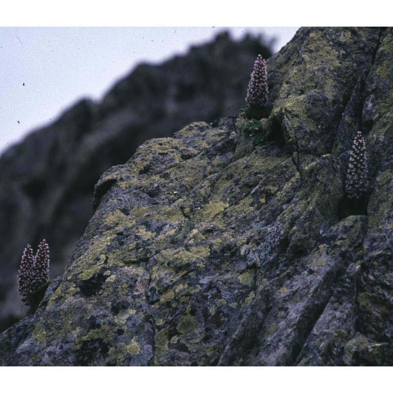 saxifraga florulenta moretti