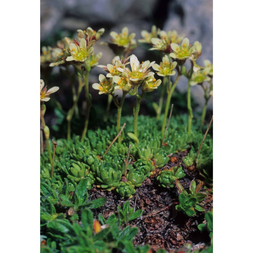 saxifraga glabella bertol.