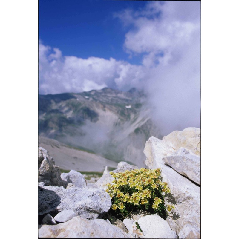 saxifraga glabella bertol.