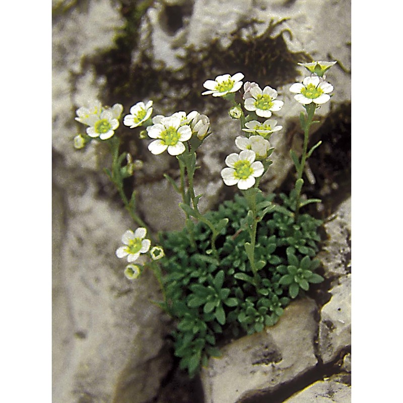 saxifraga glabella bertol.