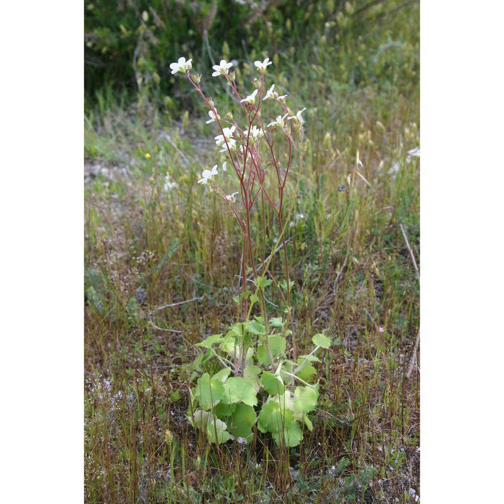 saxifraga graeca boiss.