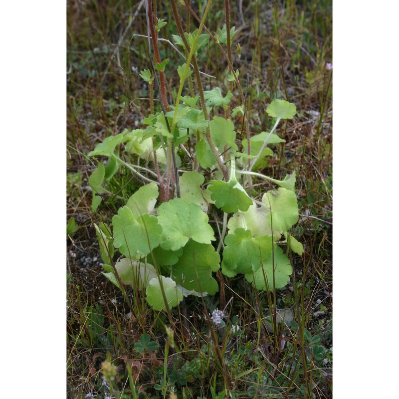 saxifraga graeca boiss.