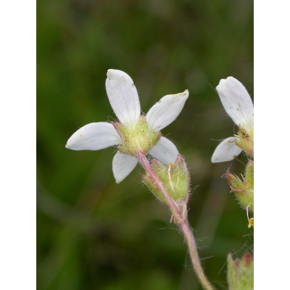 saxifraga graeca boiss.