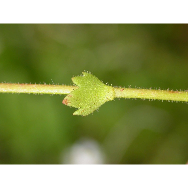 saxifraga graeca boiss.