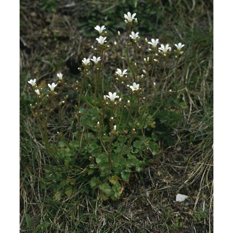 saxifraga granulata l.