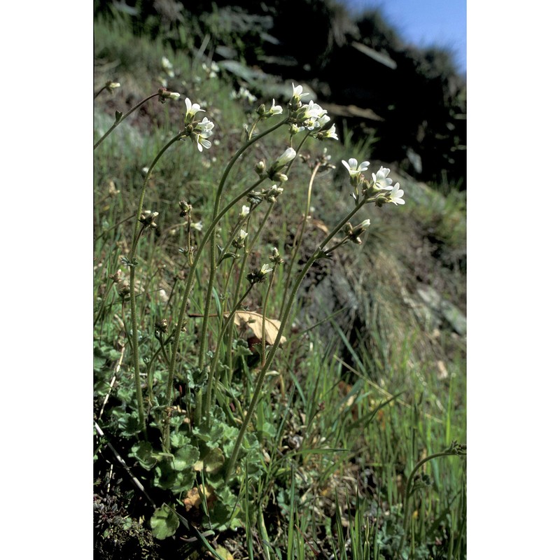 saxifraga granulata l.