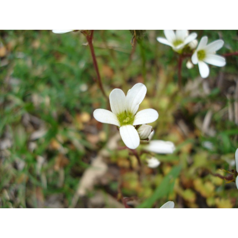 saxifraga granulata l.