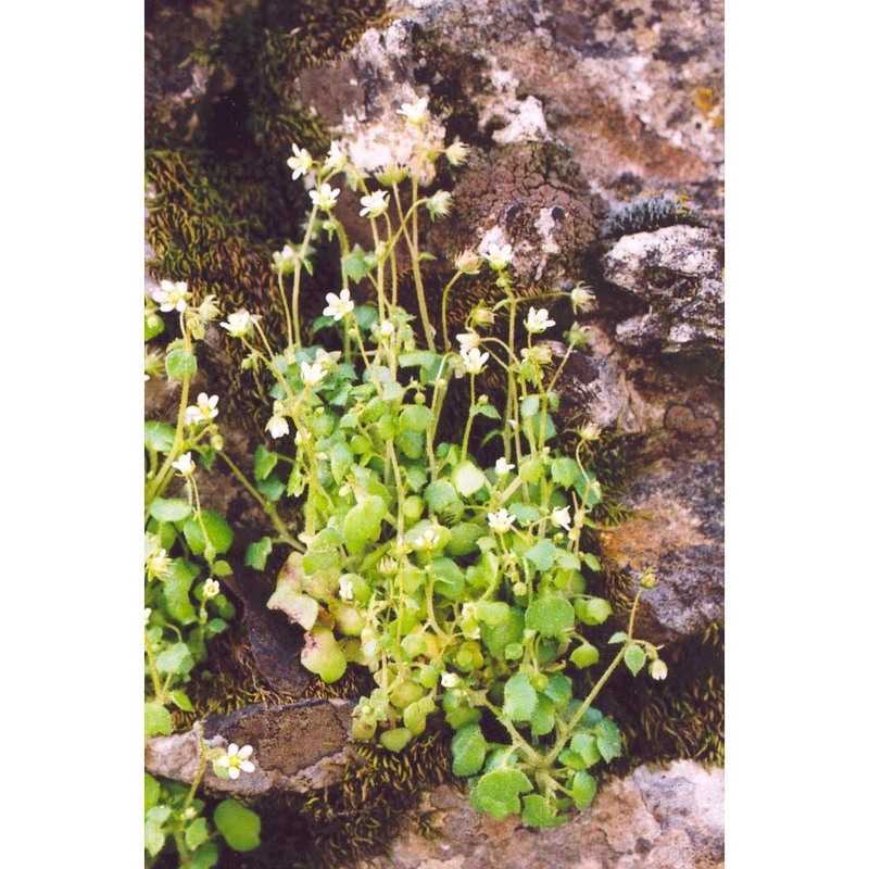 saxifraga hederacea l.