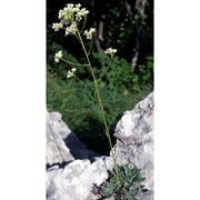 saxifraga hostii tausch