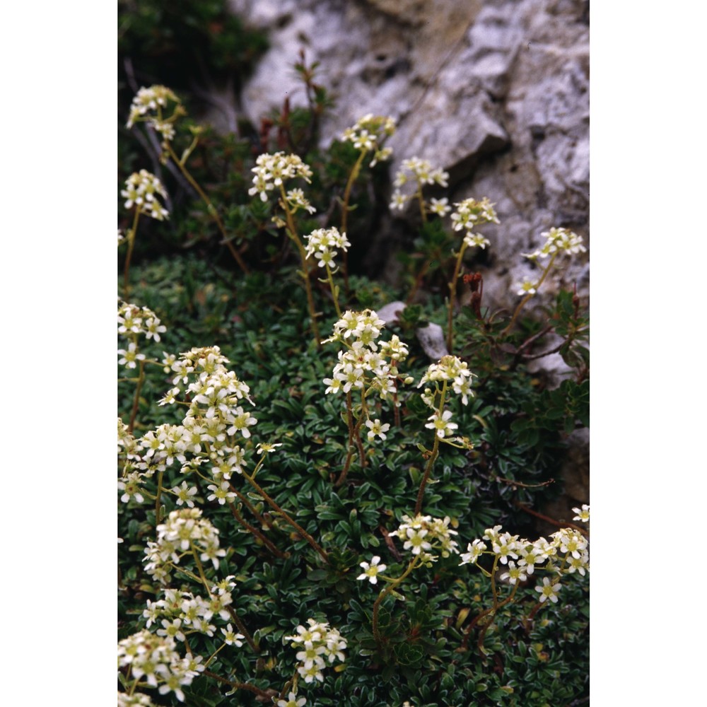 saxifraga hostii tausch