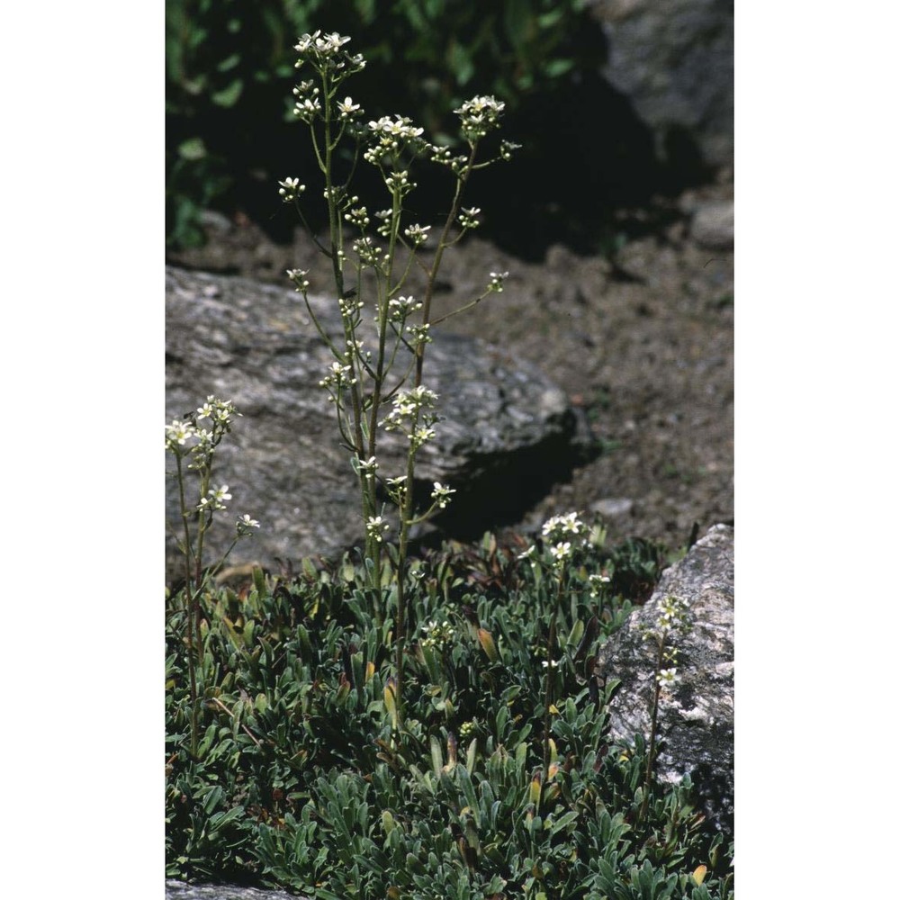 saxifraga hostii tausch