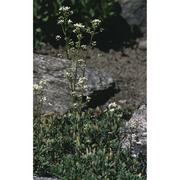 saxifraga hostii tausch