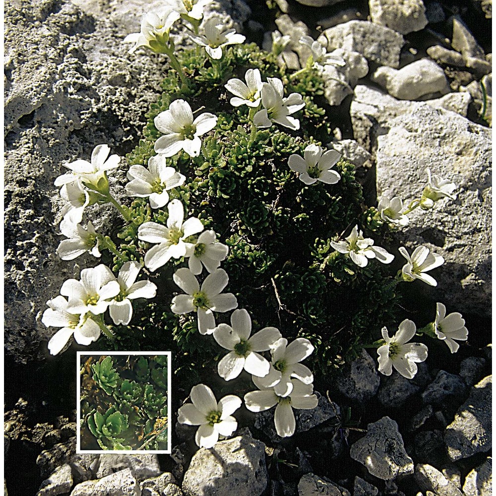 saxifraga italica d. a. webb