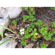 saxifraga italica d. a. webb