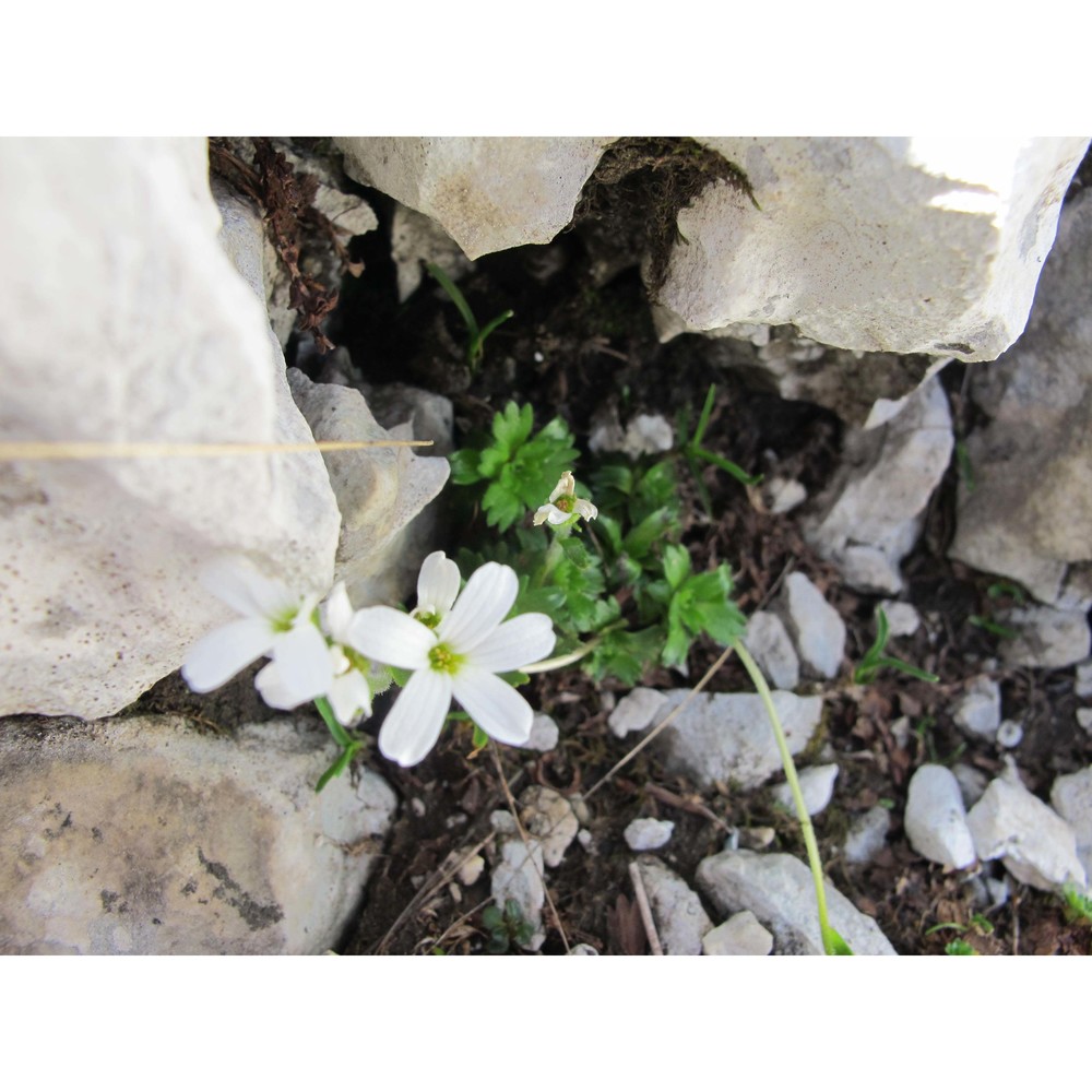 saxifraga italica d. a. webb