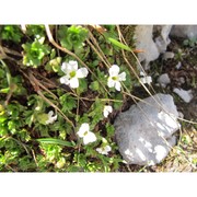 saxifraga italica d. a. webb