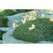 saxifraga marginata sternb.