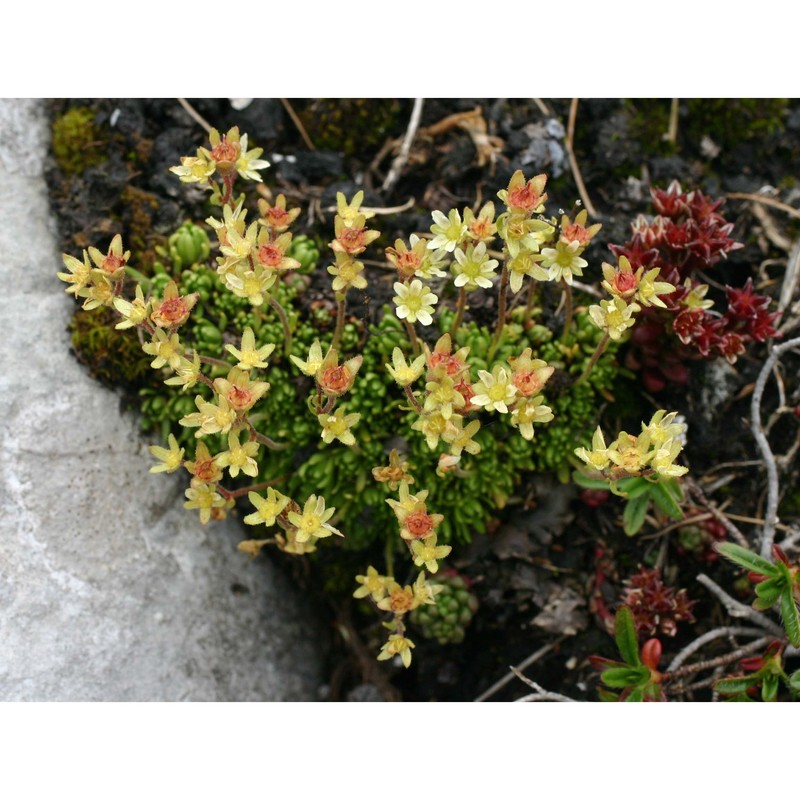 saxifraga moschata wulfen