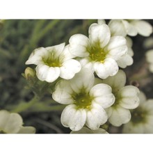 saxifraga muscoides all.