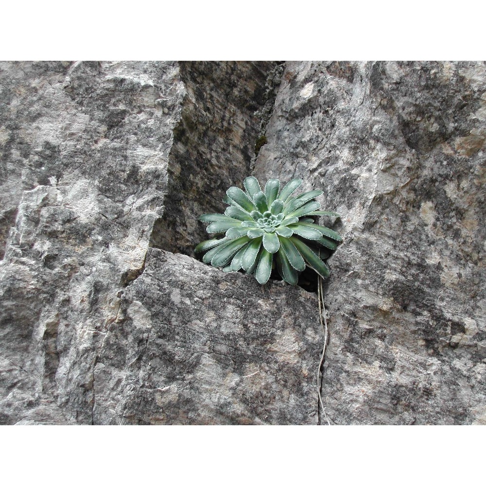 saxifraga mutata l.