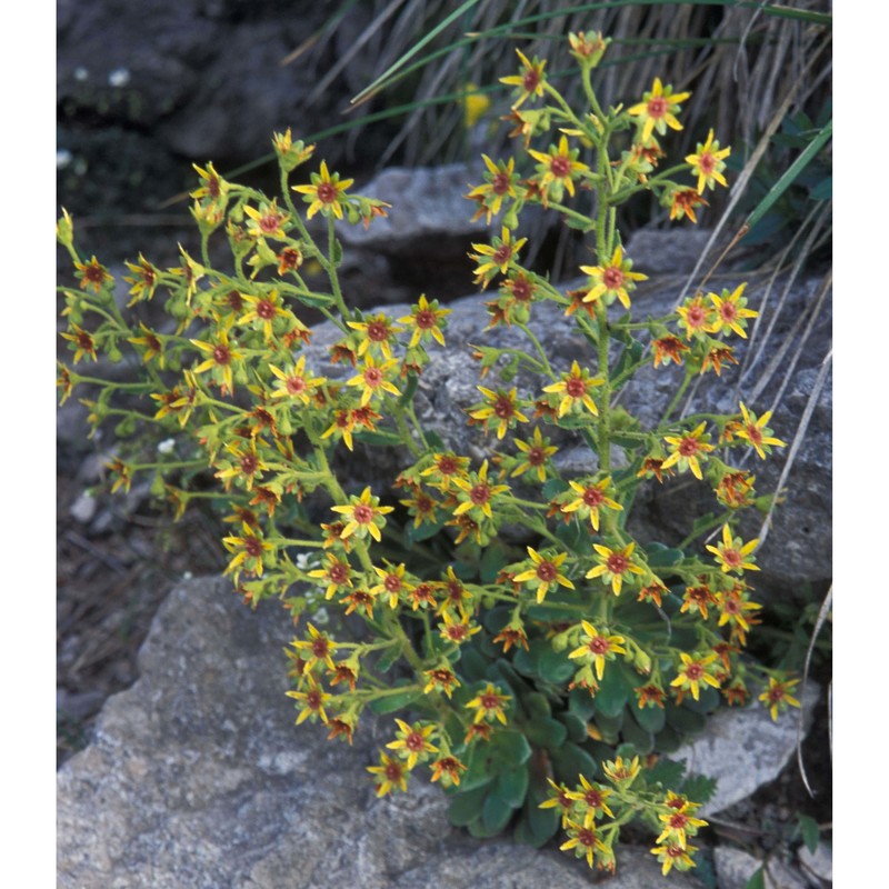 saxifraga mutata l.