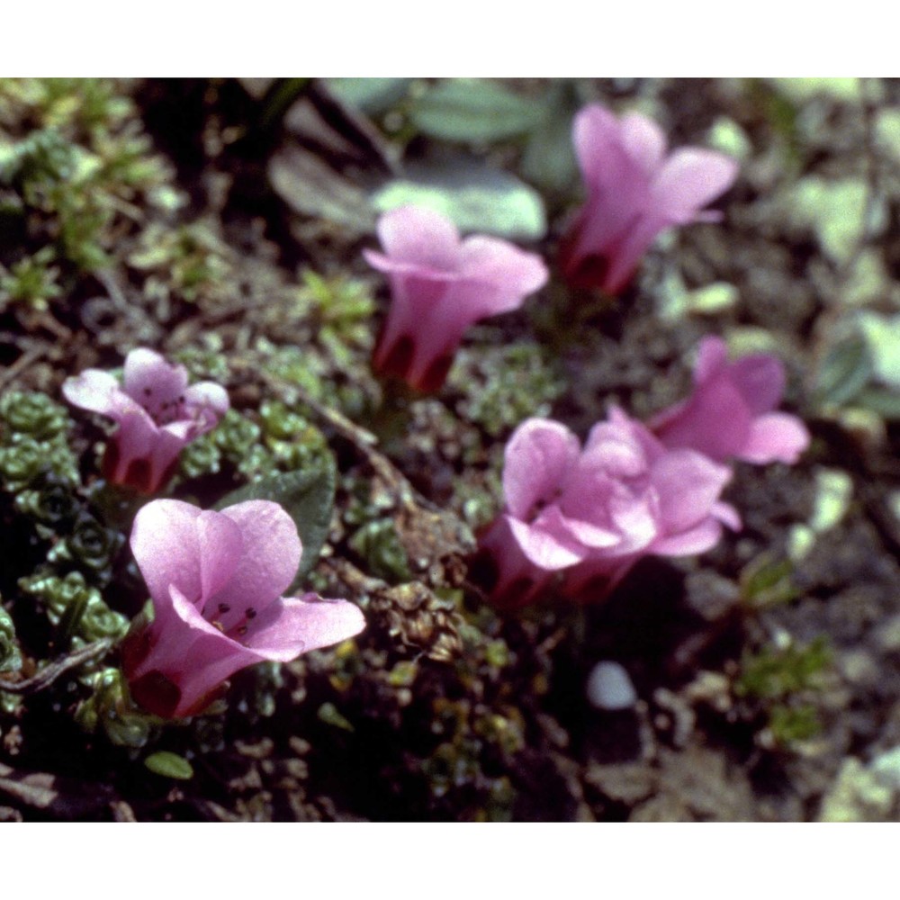 saxifraga oppositifolia l.