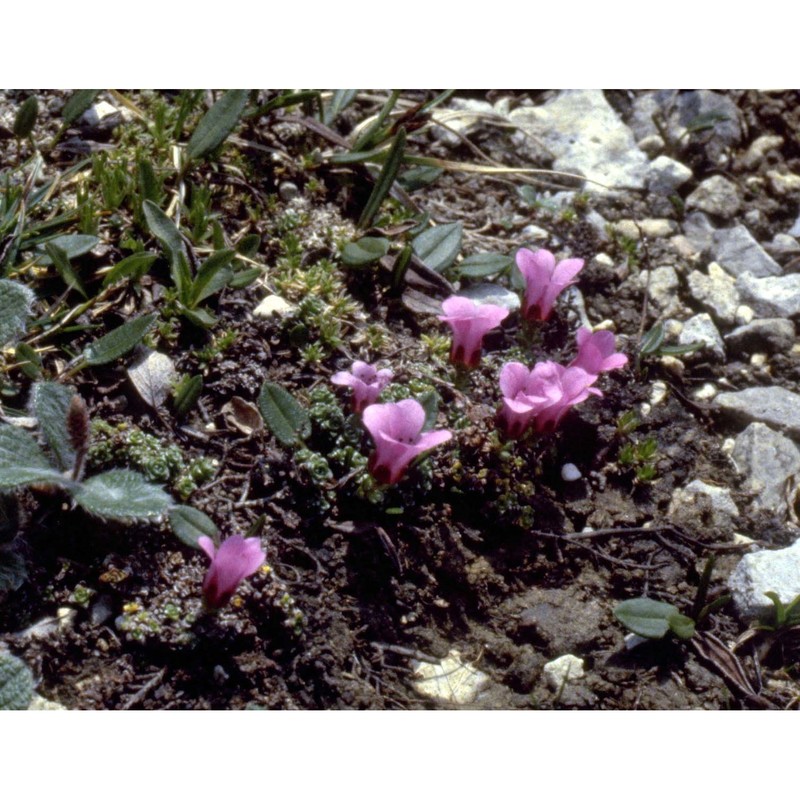 saxifraga oppositifolia l.