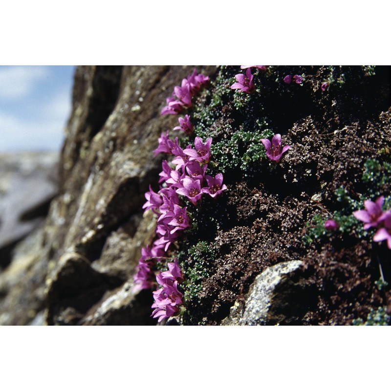 saxifraga oppositifolia l.