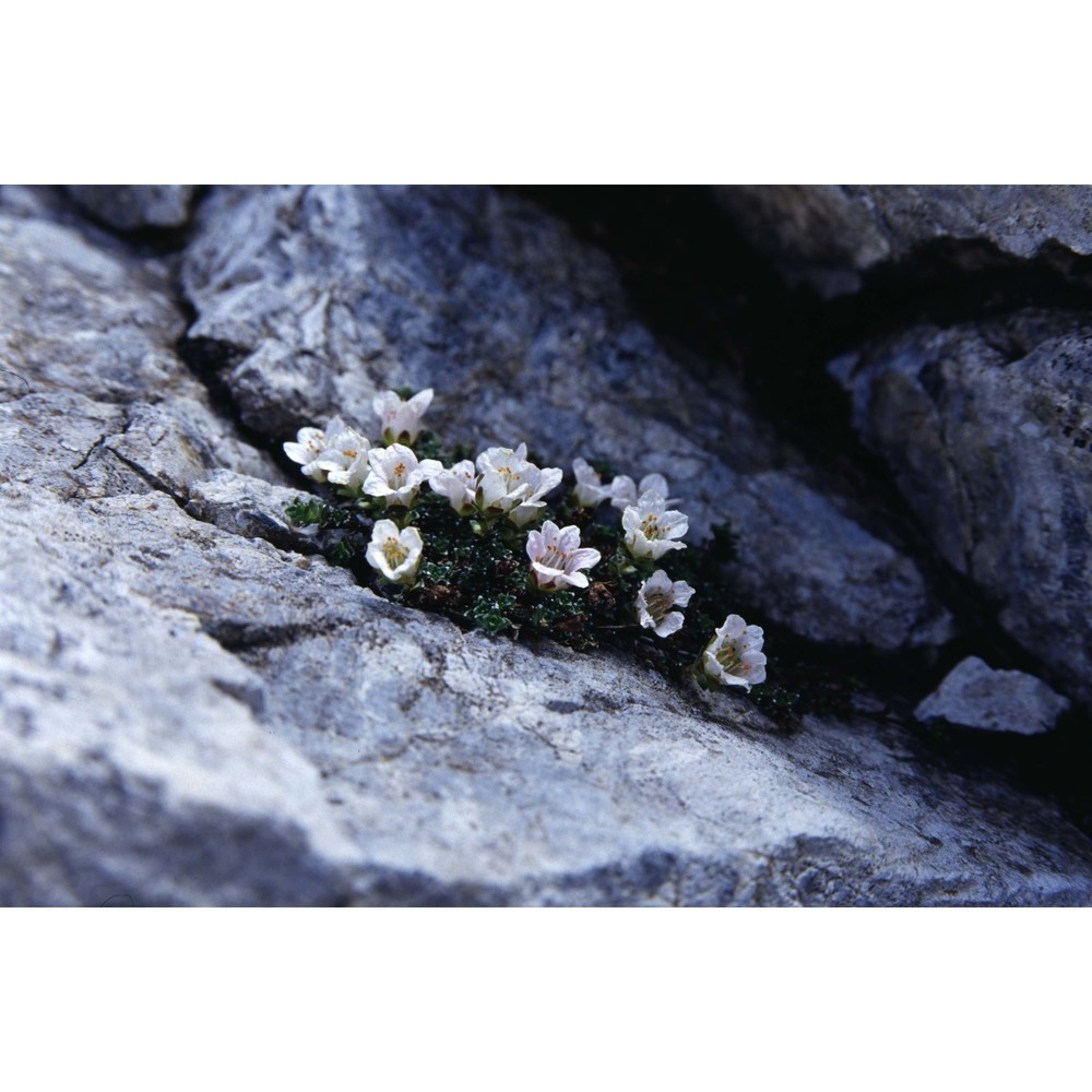 saxifraga oppositifolia l.